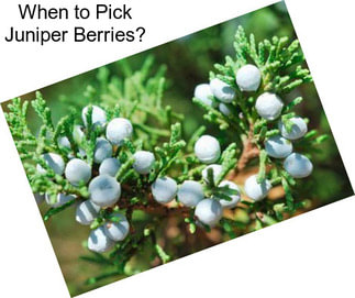 When to Pick Juniper Berries?