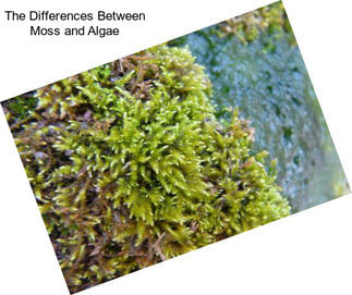 The Differences Between Moss and Algae