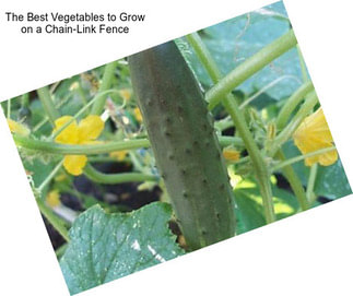 The Best Vegetables to Grow on a Chain-Link Fence