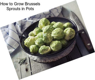 How to Grow Brussels Sprouts in Pots