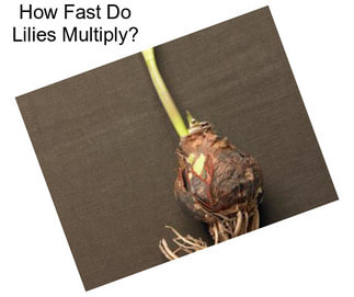 How Fast Do Lilies Multiply?