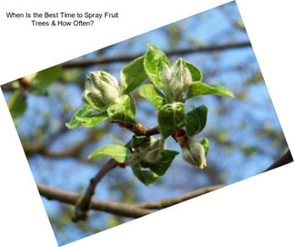 When Is the Best Time to Spray Fruit Trees & How Often?