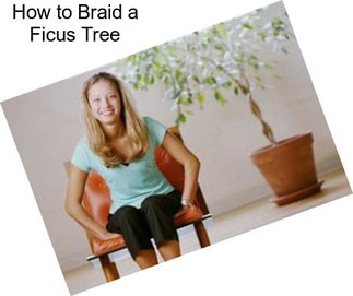 How to Braid a Ficus Tree