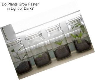 Do Plants Grow Faster in Light or Dark?