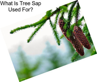 What Is Tree Sap Used For?