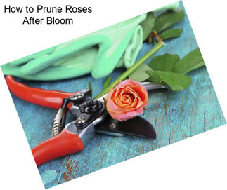 How to Prune Roses After Bloom