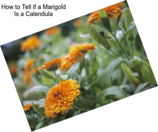 How to Tell if a Marigold Is a Calendula