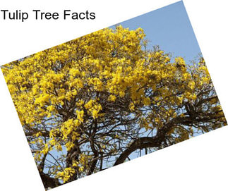 Tulip Tree Facts