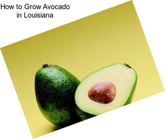 How to Grow Avocado in Louisiana