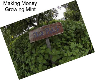 Making Money Growing Mint