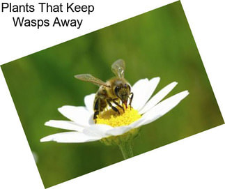 Plants That Keep Wasps Away