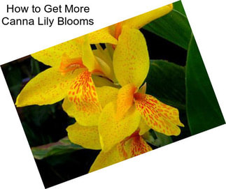 How to Get More Canna Lily Blooms