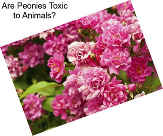 Are Peonies Toxic to Animals?