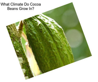 What Climate Do Cocoa Beans Grow In?