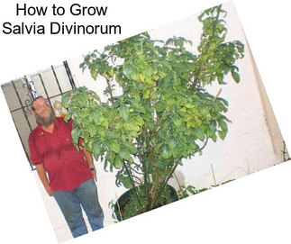 How to Grow Salvia Divinorum