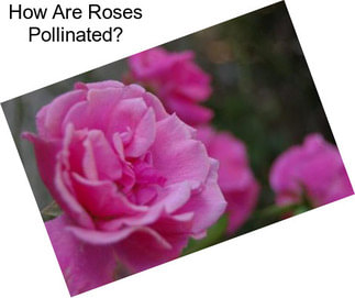 How Are Roses Pollinated?