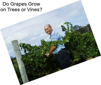 Do Grapes Grow on Trees or Vines?