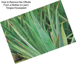 How to Remove the Offsets From a Mother-in-Law\'s Tongue Houseplant