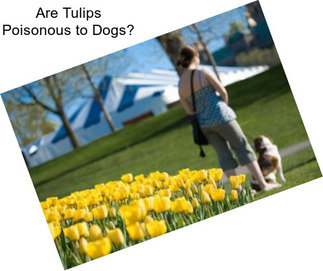 Are Tulips Poisonous to Dogs?