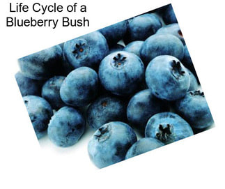 Life Cycle of a Blueberry Bush