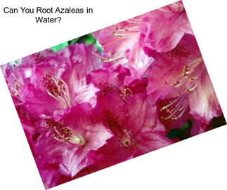 Can You Root Azaleas in Water?