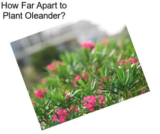 How Far Apart to Plant Oleander?