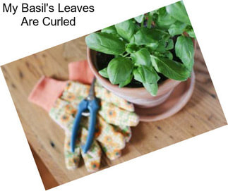 My Basil\'s Leaves Are Curled