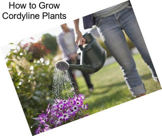 How to Grow Cordyline Plants