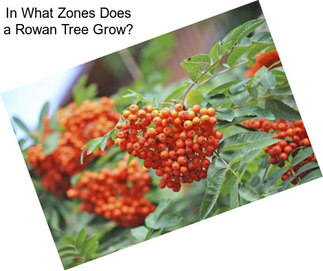 In What Zones Does a Rowan Tree Grow?