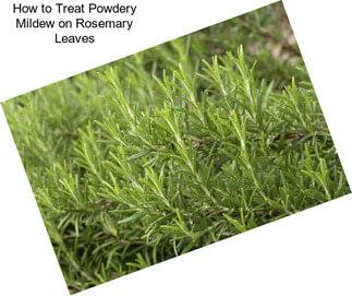 How to Treat Powdery Mildew on Rosemary Leaves