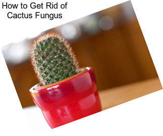 How to Get Rid of Cactus Fungus