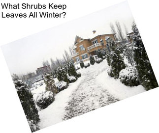 What Shrubs Keep Leaves All Winter?