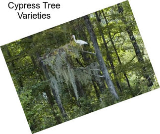 Cypress Tree Varieties