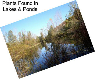 Plants Found in Lakes & Ponds