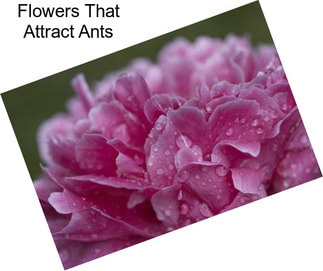 Flowers That Attract Ants