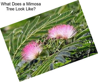 What Does a Mimosa Tree Look Like?