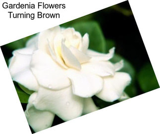 Gardenia Flowers Turning Brown
