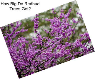 How Big Do Redbud Trees Get?