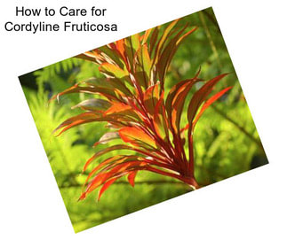 How to Care for Cordyline Fruticosa