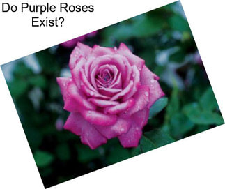 Do Purple Roses Exist?
