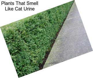 Plants That Smell Like Cat Urine