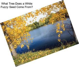 What Tree Does a White Fuzzy Seed Come From?
