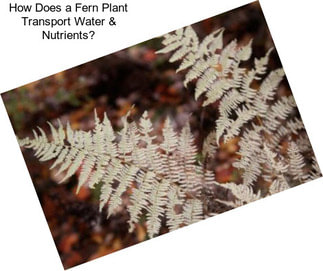 How Does a Fern Plant Transport Water & Nutrients?