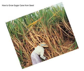 How to Grow Sugar Cane from Seed