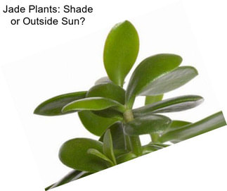 Jade Plants: Shade or Outside Sun?