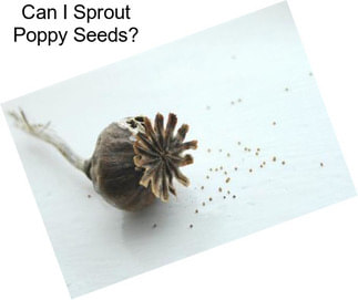 Can I Sprout Poppy Seeds?