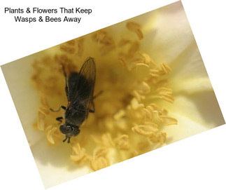Plants & Flowers That Keep Wasps & Bees Away