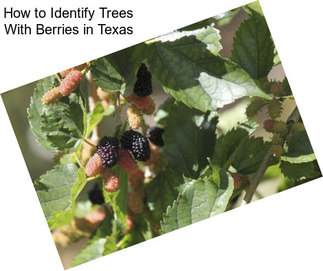 How to Identify Trees With Berries in Texas
