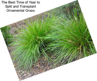 The Best Time of Year to Split and Transplant Ornamental Grass