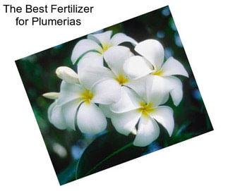 The Best Fertilizer for Plumerias